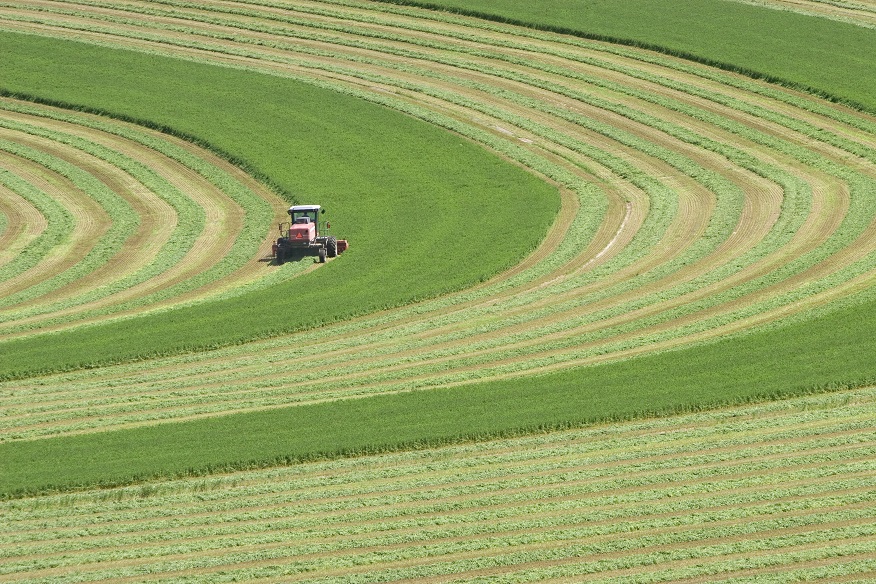 L’Arabia Saudita acquista terreni in California per produrre foraggi