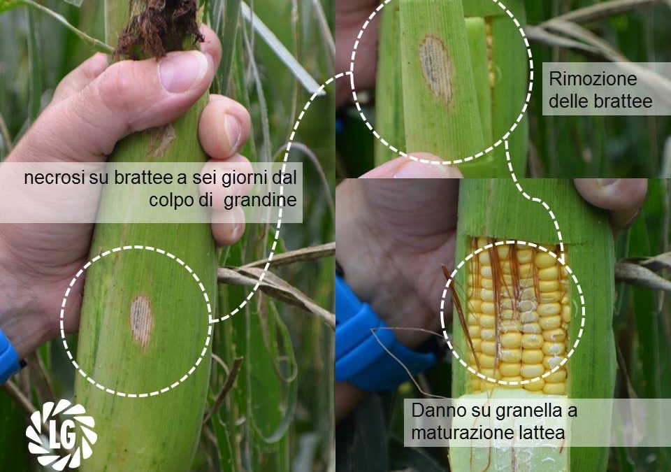 Fungicida fogliare su mais grandinato: esiste una sperimentazione?