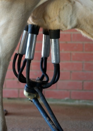 La farina di colza farebbe aumentare la produzione di latte e il tenore proteico