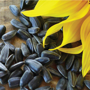 Girasoli Alto Oleici