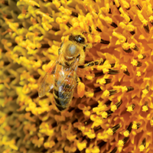 Girasoli Clearfield®