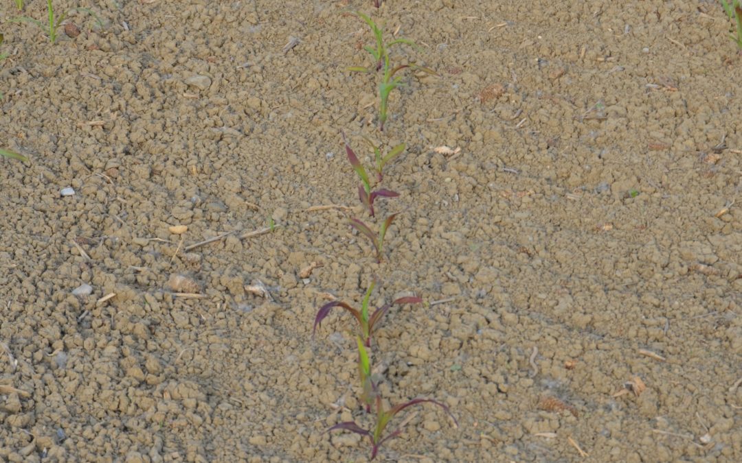 I contraccolpi del freddo su mais