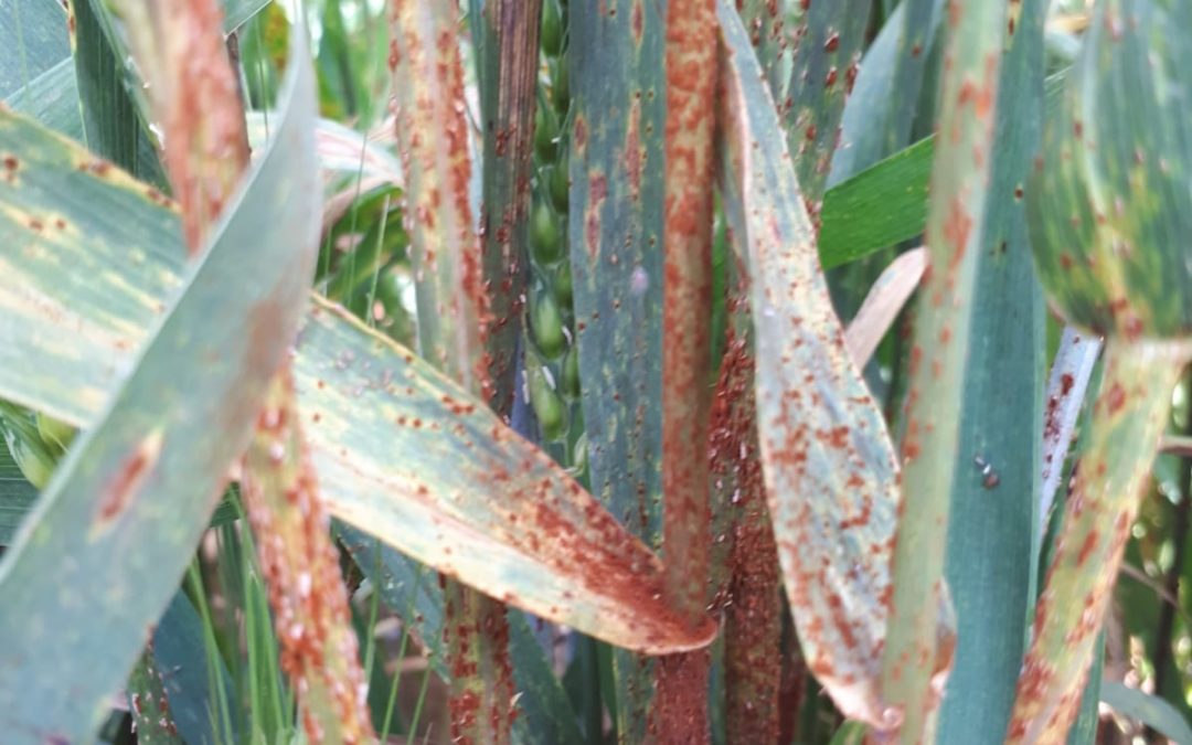 La Ruggine Nera: un patogeno mai domo