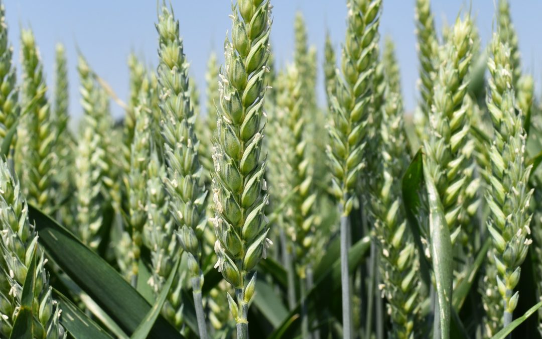 Frumento tenero: Raccolte sane ed abbondanti