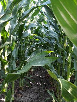 Accordo Quadro per il mais da granella di filiera italiana certificata