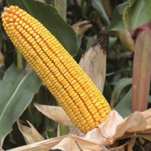 classi FAO 400 e FAO 500, Mais medi