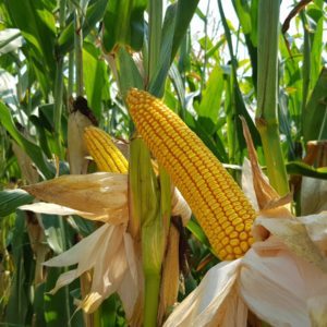 classi FAO 200 e FAO 300, Mais precoci