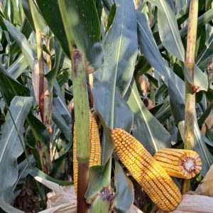 classi FAO 600 e FAO 700, Mais tardivi