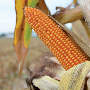 Mais vitrei, alimentari