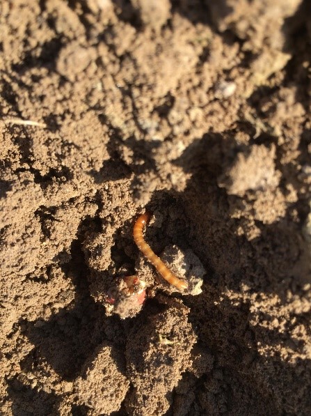 Mais: quattro insetti da controllare