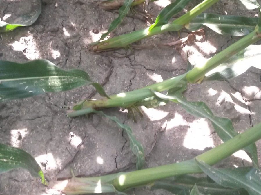 Controllo estivo della Diabrotica