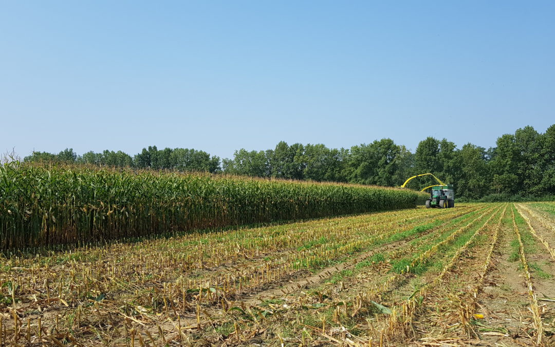 Trinciati: quando raccoglierli