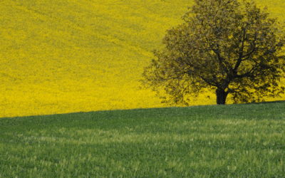 Colza: pronti alla semina