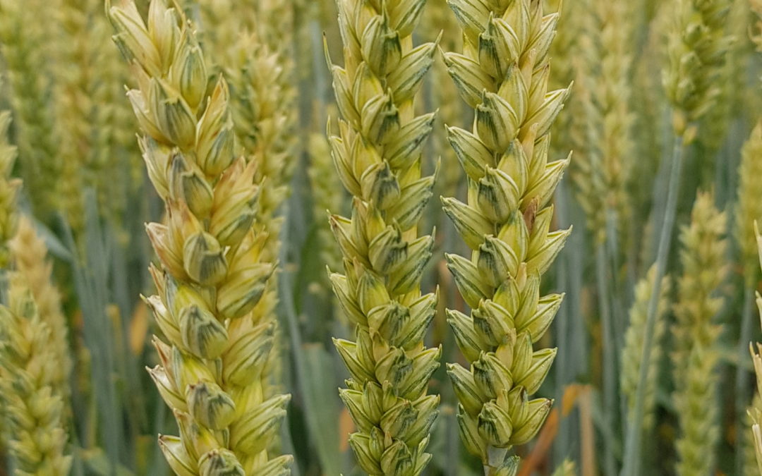 Cereali: Si avvicina la semina