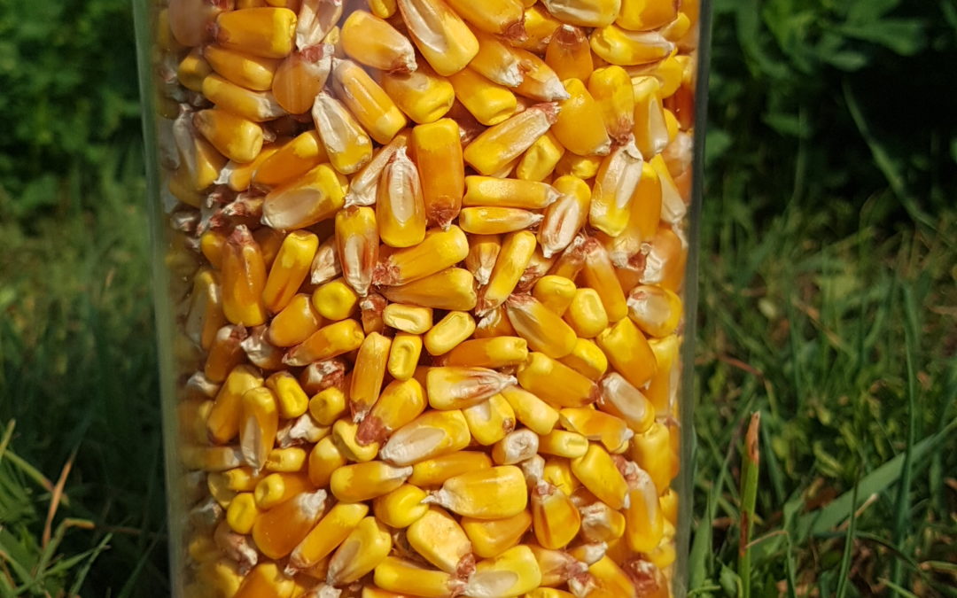 Mais: nuovi scenari per la guerra in Ucraina