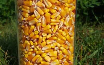 Mais: nuovi scenari per la guerra in Ucraina