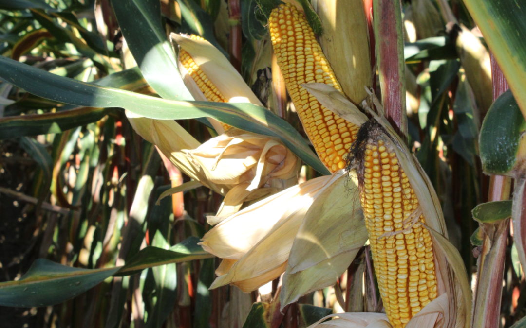 Glifosate, usi sostenibili e allevamenti: aggiornamenti da Bruxelles