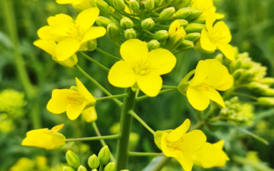 Colza: parassiti e soluzioni disponibili