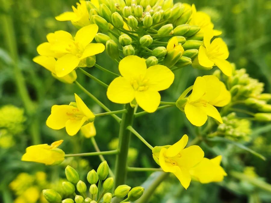 Colza: parassiti e soluzioni disponibili