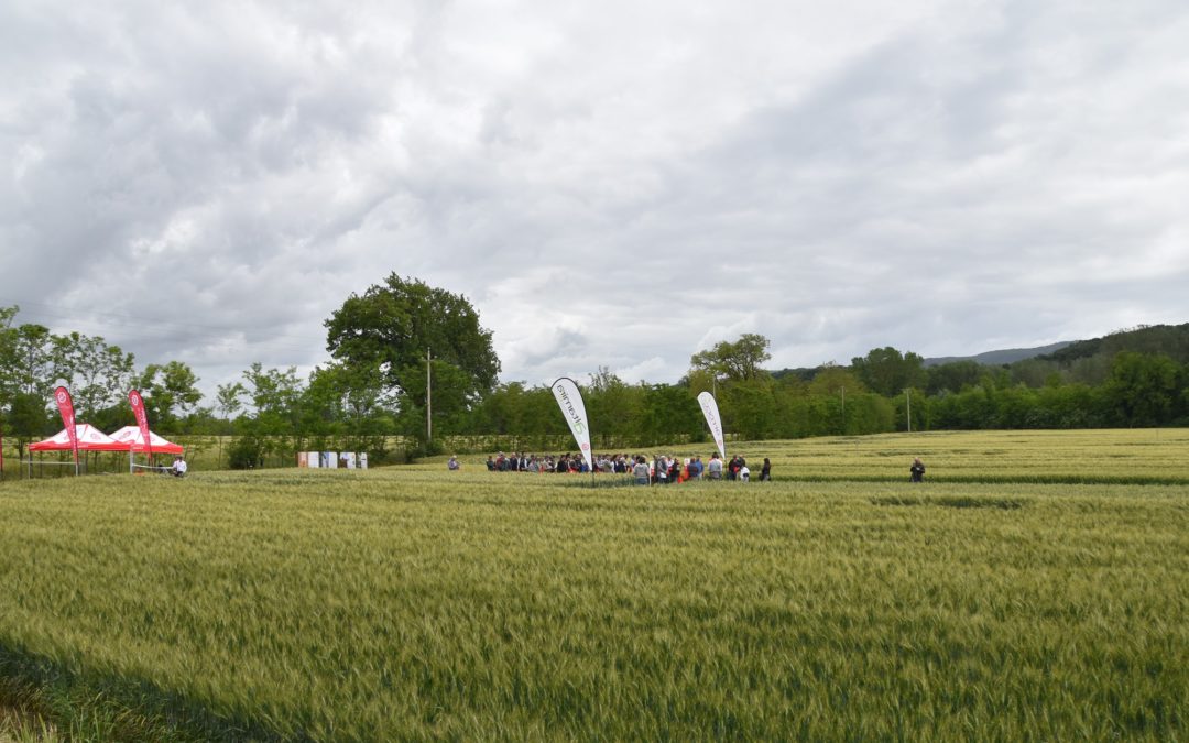 Cereali: 96 soluzioni contro Septoria e Ruggini del frumento