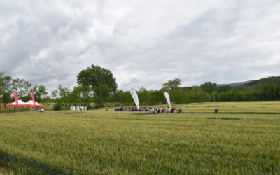 Cereali: 96 soluzioni contro Septoria e Ruggini del frumento