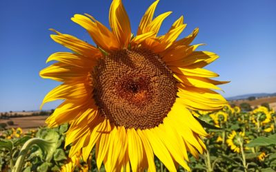 Girasole e diserbi di post-emergenza: tutti gli erbicidi disponibili