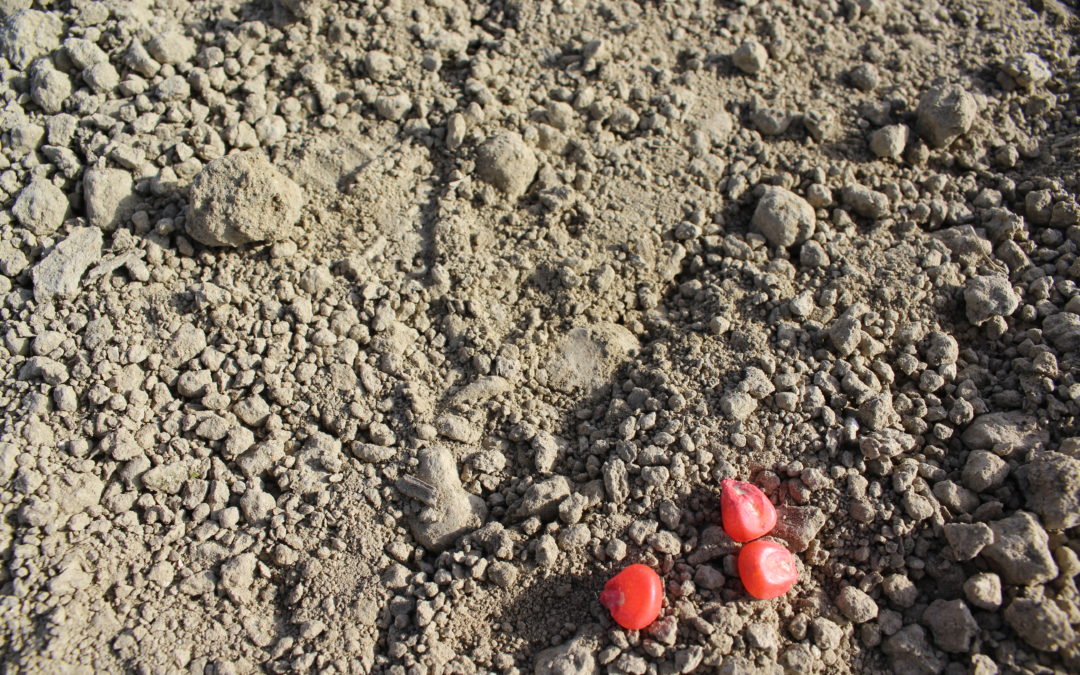 Mais e diserbi di pre o post-emergenza: valori e limiti