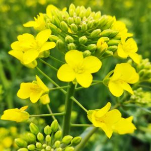 coltivazione-concimazione-colza