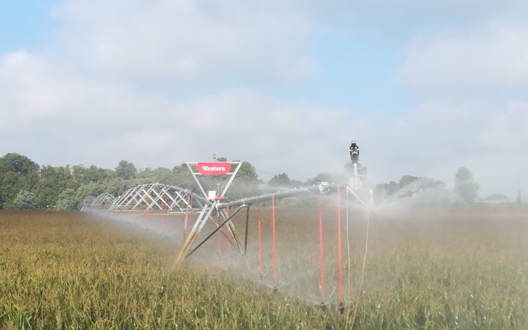 Mais e siccità: perdite variabili in tutto il Nord Italia