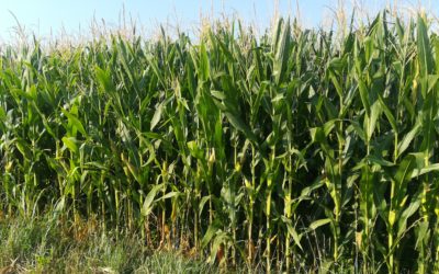 Mais: quotazioni in rialzo in America