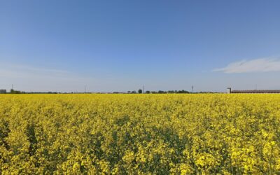 Malattie del colza: afidi e giallume virotico (TuYV)