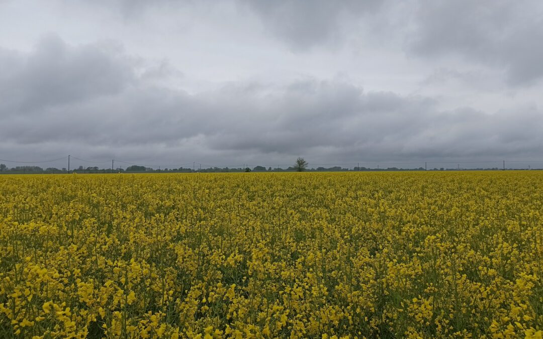 Colza e fine inverno: le principali esigenze della coltura