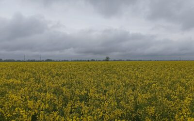 Colza e fine inverno: le principali esigenze della coltura