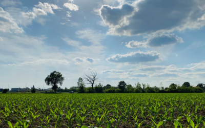 Deroghe per la semina in aree ecologiche: prorogata al 2023, ma non per le colture a uso zootecnico