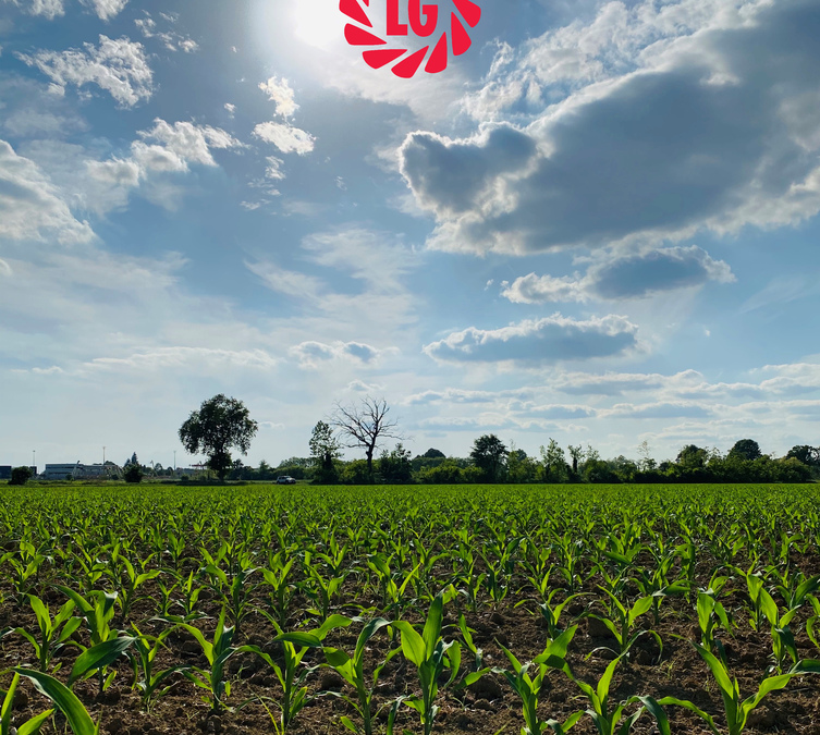 Deroghe per la semina in aree ecologiche: prorogata al 2023, ma non per le colture a uso zootecnico