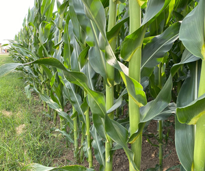 Il trinciato di mais contribuisce alla ruminazione e alla salute dei bovini