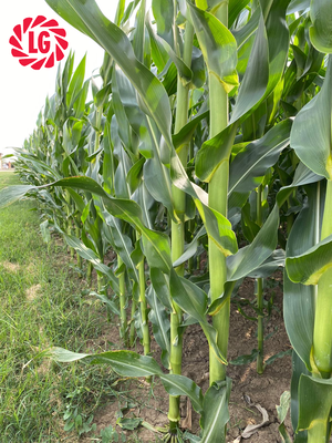 Il trinciato di mais contribuisce alla ruminazione e alla salute dei bovini