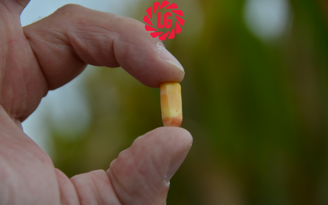 Cereali da insilato: i vantaggi della raccolta precoce