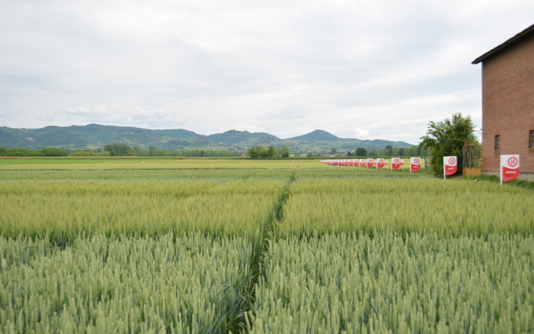 Stock mondiali di grano: prezzi, volumi e previsioni 2023