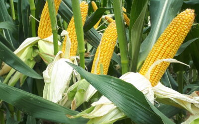 La ricerca genetica sulle sementi e l’ottimizzazione della razione alimentare nei bovini