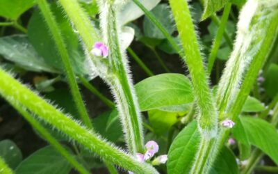 Soia e diserbi di pre-emergenza: le soluzioni disponibili