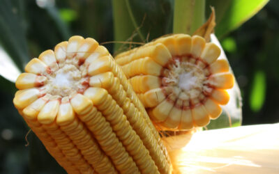 Mais coltura da reddito? Come valutare PLV a confronto con altre colture