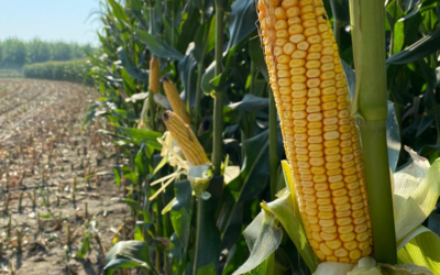 Estate 2024 e incertezze climatiche