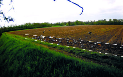 Insetti e uccelli parassiti del mais: danni e rimedi