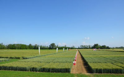 Quando concimare il frumento e quali prodotti usare