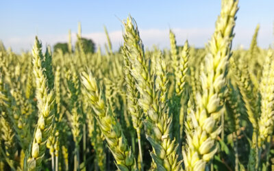 Septoria, oidio e ruggini: obiettivo foglia bandiera