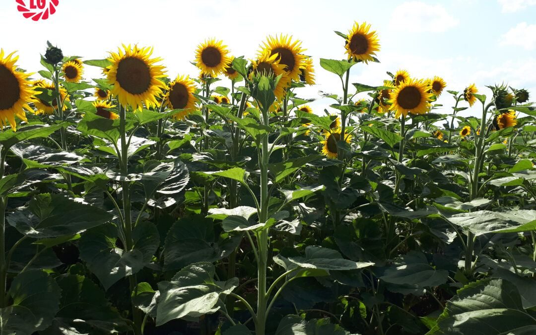 Quali ibridi di girasole scegliere, quando seminare e quando raccogliere