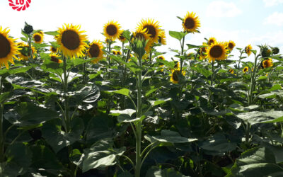 Quali ibridi di girasole scegliere, quando seminare e quando raccogliere