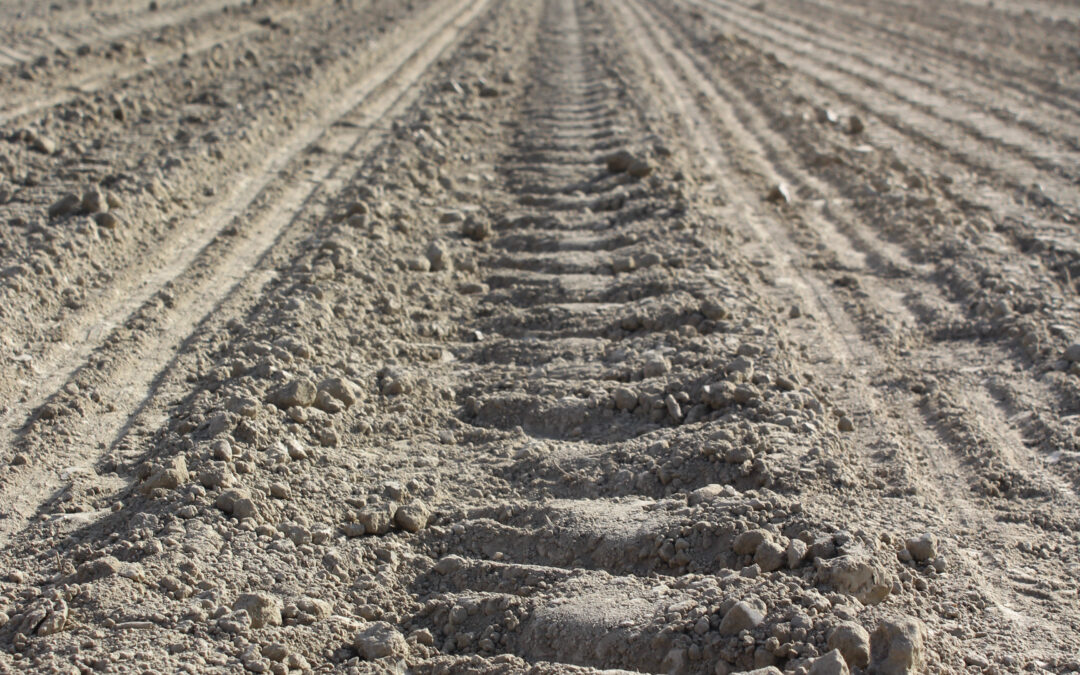 Una buona semina del mais e la preparazione del terreno incrementano la produttività