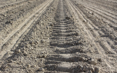 Una buona semina del mais e la preparazione del terreno incrementano la produttività